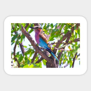 African bird Sticker